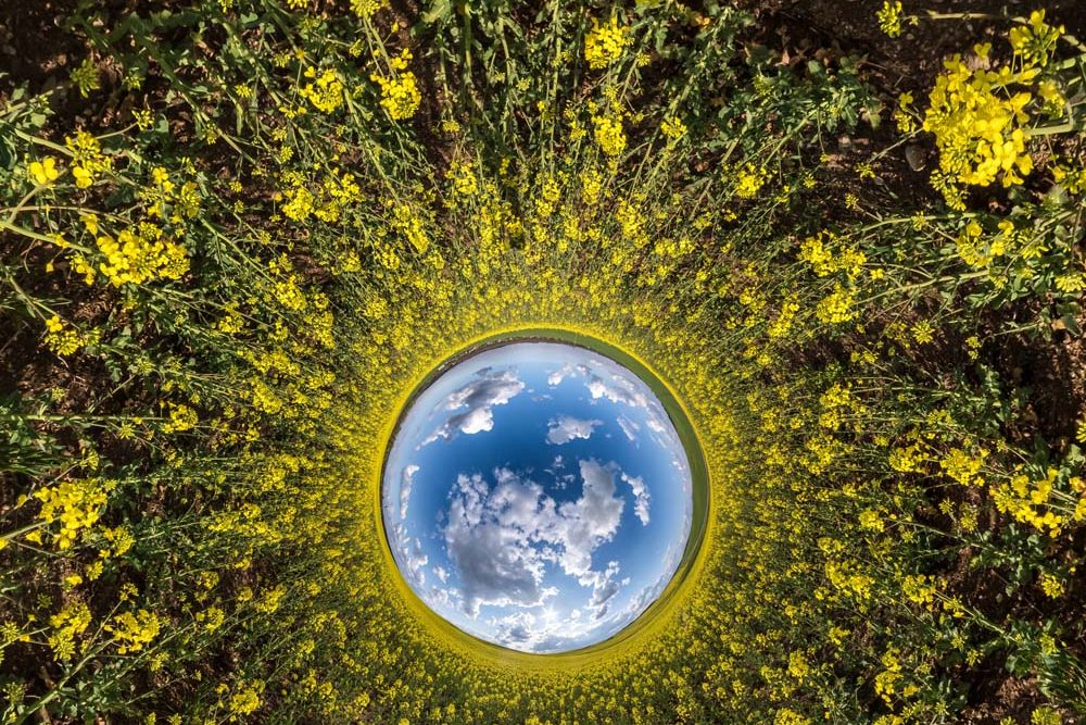 A spherical view of the sky surrounded by vibrant yellow flowers, creating a mesmerizing floral tunnel effect. A spherical view of the sky surrounded by vibrant yellow flowers, creating a mesmerizing floral tunnel effect.