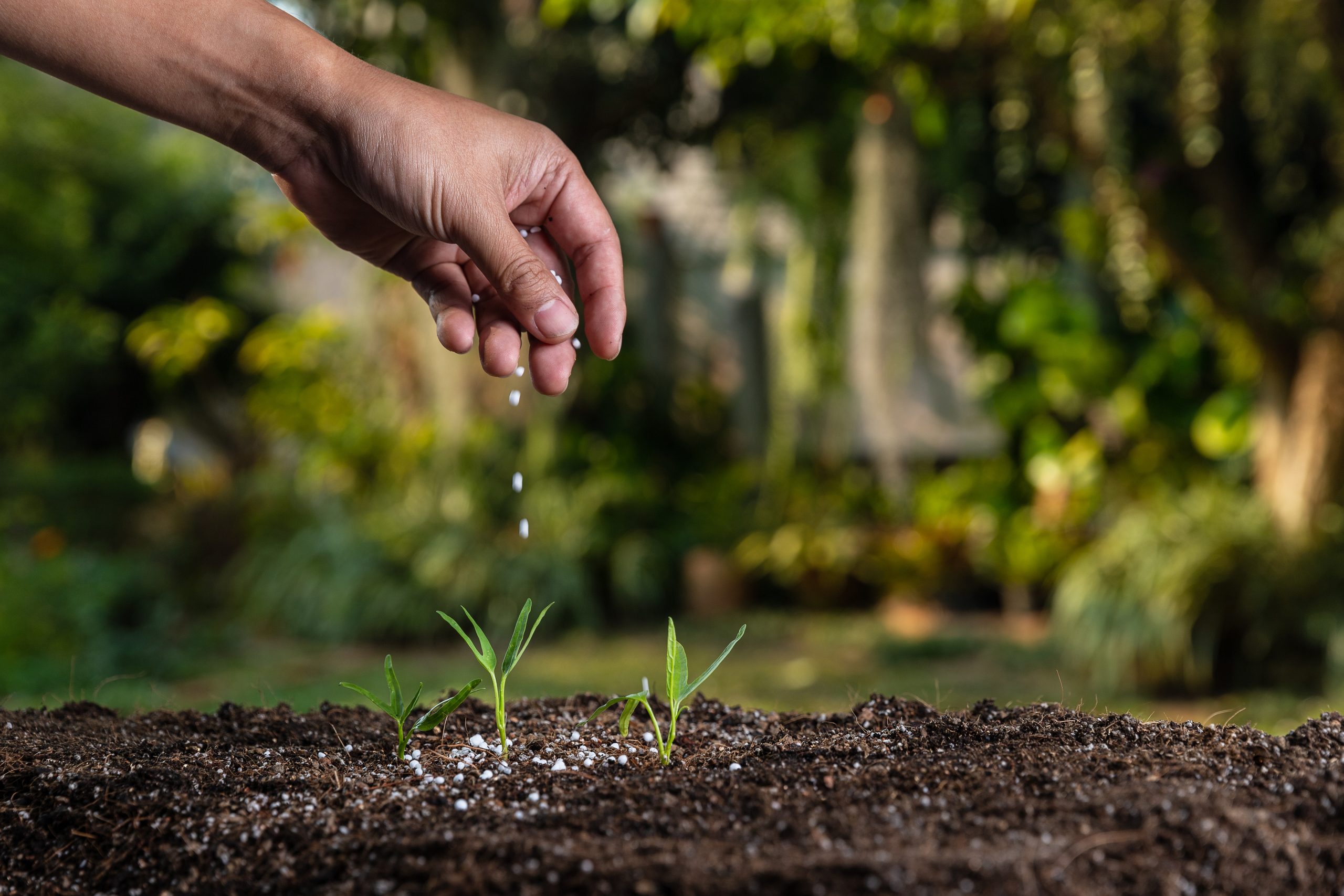 A hand sprinkles small white pellets onto the soil around three young green seedlings.