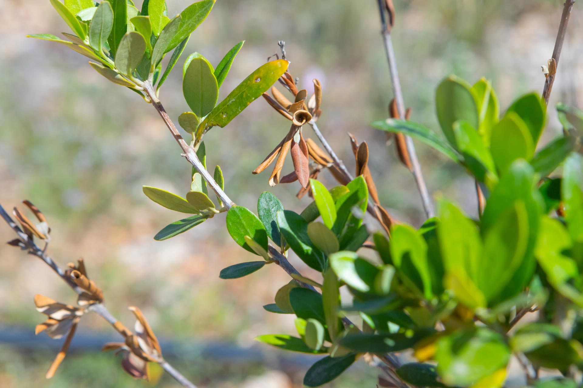 Olive tree branch with slightly blurred background