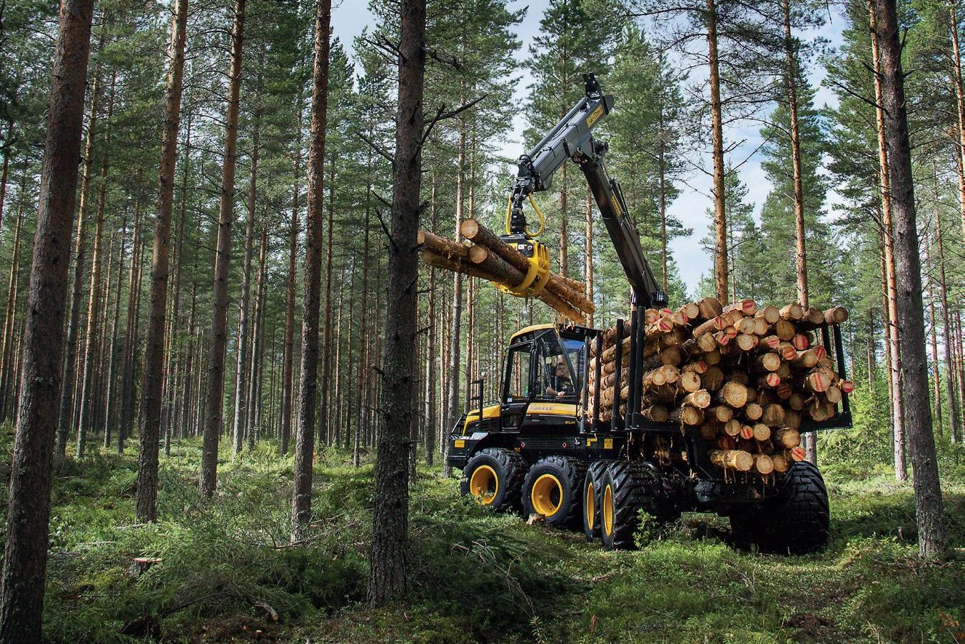 A forestry machine in a pine forest lifts a bundle of logs, surrounded by tall trees against a clear blue sky. A forestry machine in a pine forest lifts a bundle of logs, surrounded by tall trees against a clear blue sky.