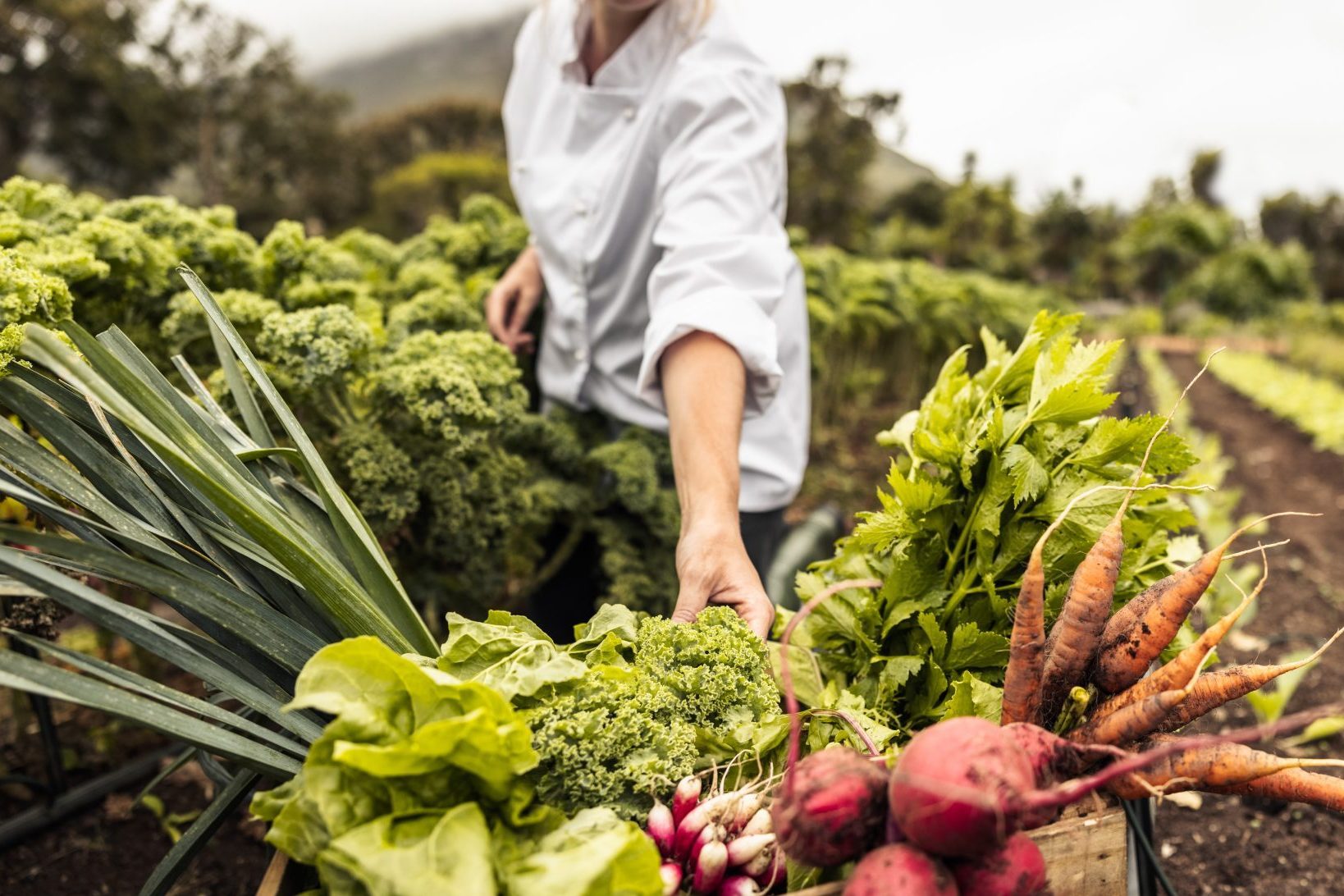 A chef in a garden holds freshly harvested vegetables, including carrots, radishes, and greens, surrounded by rows of leafy plants.