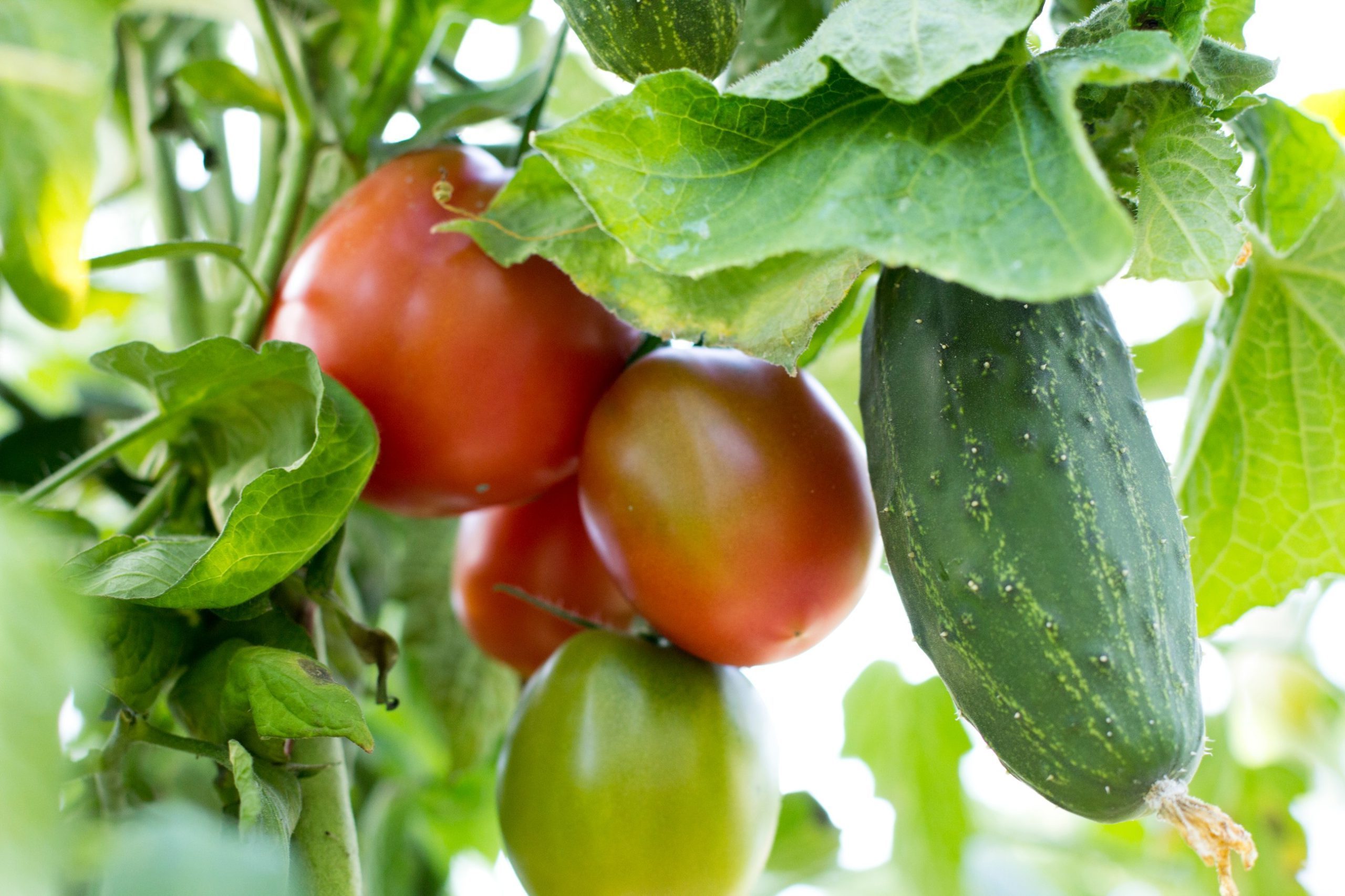 Fresh green cucumber and ripe red tomatoes growing together among lush green leaves in a vibrant garden setting. Fresh green cucumber and ripe red tomatoes growing together among lush green leaves in a vibrant garden setting.