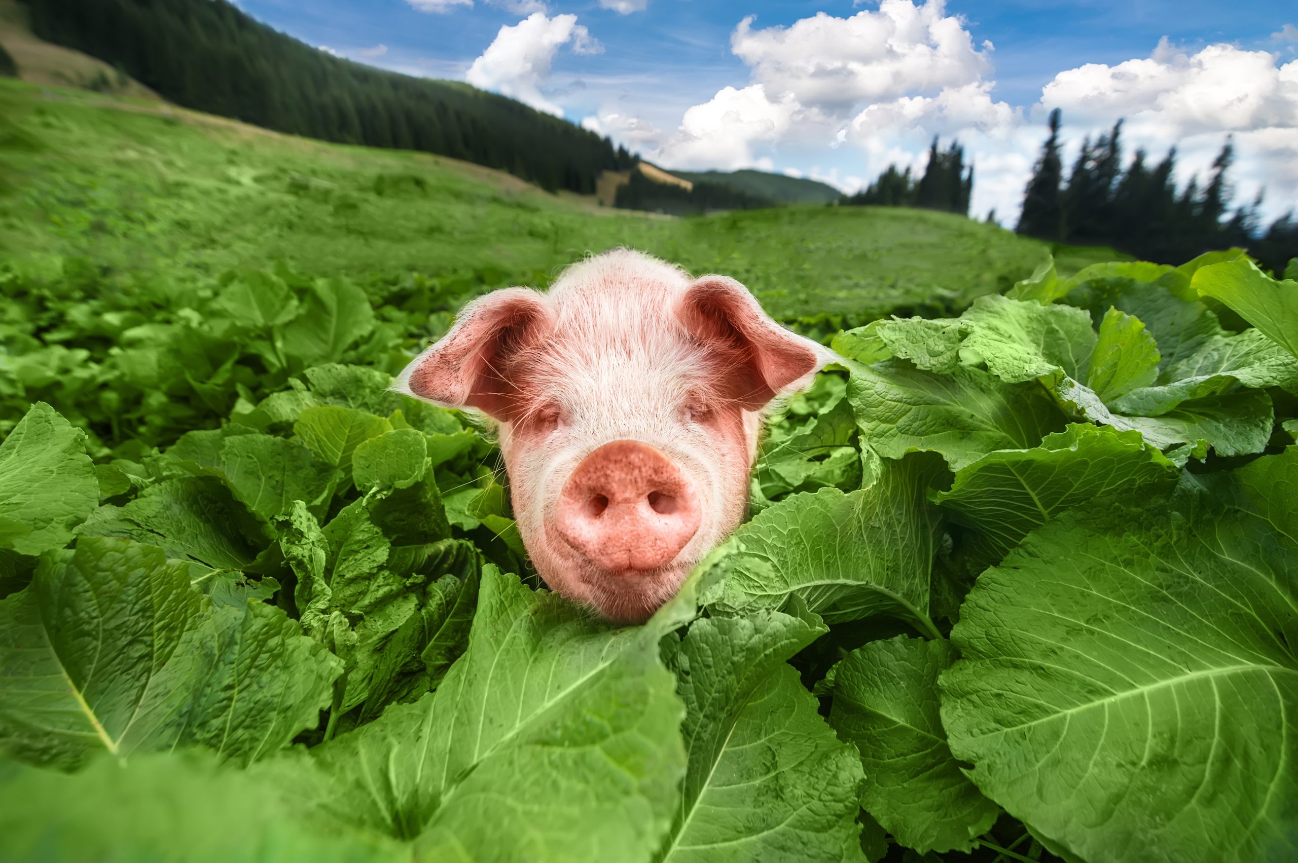 AVANT Workshop: Antibiotic-Free Pork Production – Reality or Chimera?