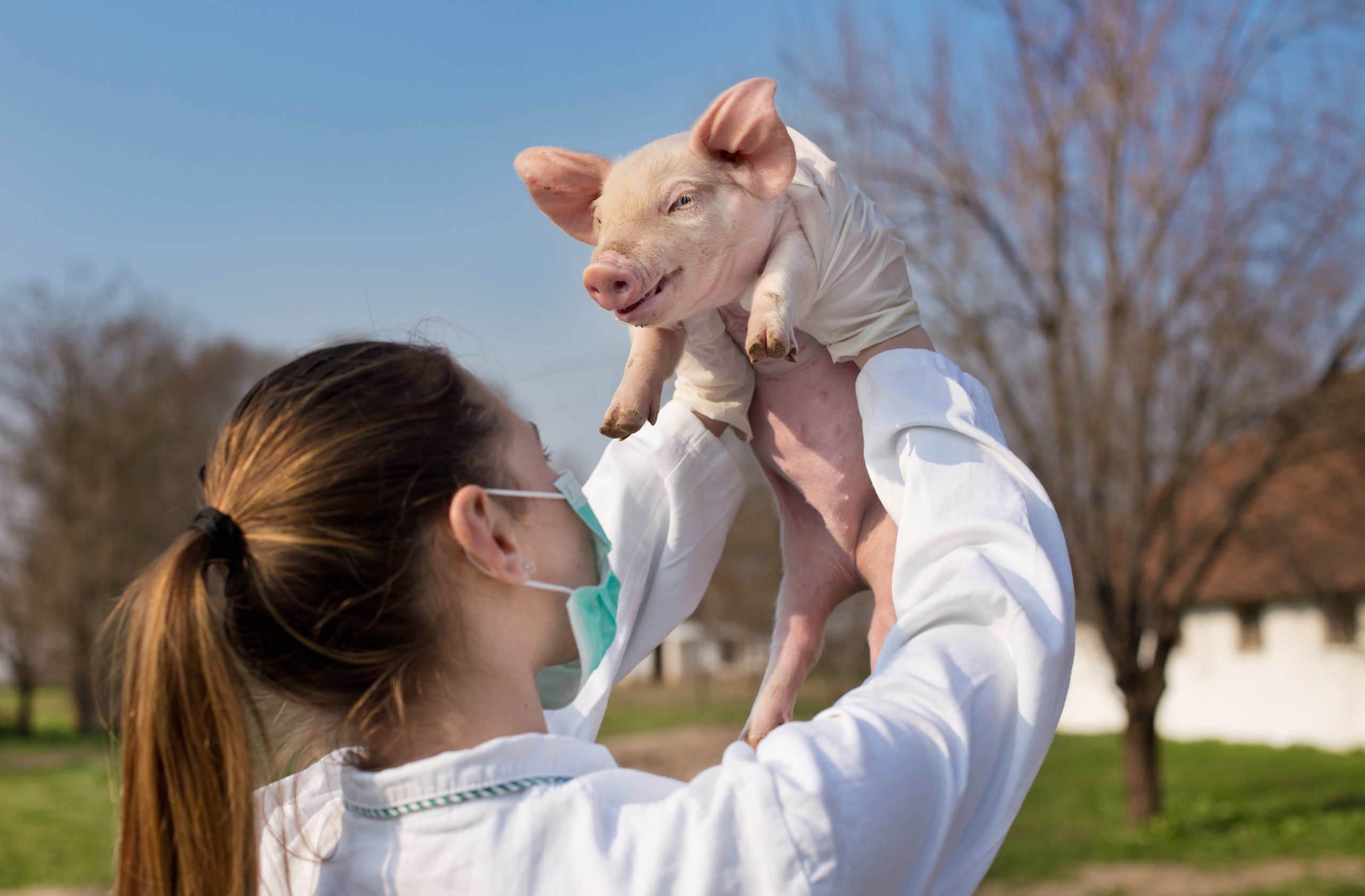 A woman in a lab coat and mask holds a smiling piglet outdoors, surrounded by trees and a farmhouse in the background.