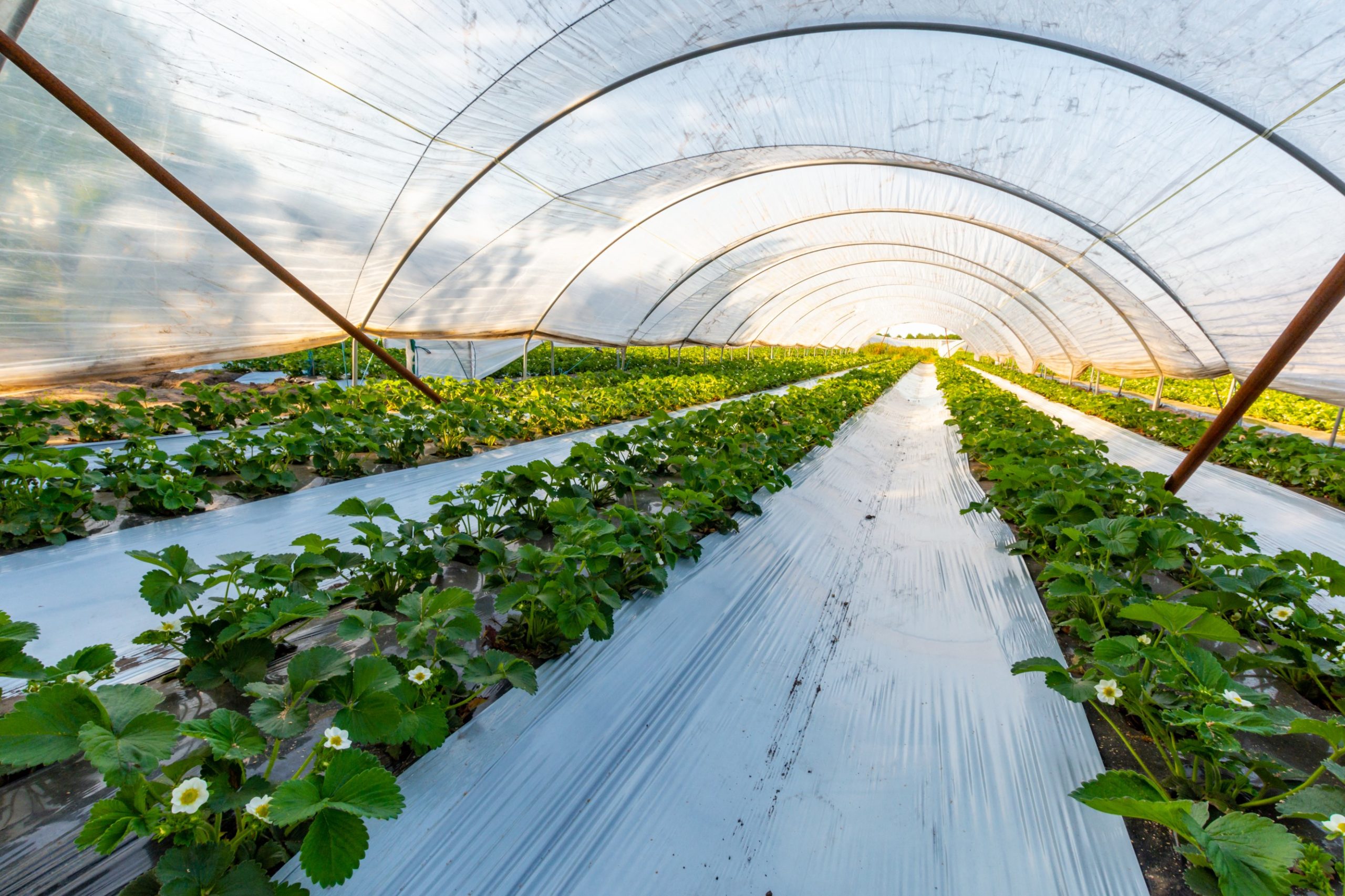 Inside a greenhouse, rows of lush green strawberry plants bloom under a translucent cover, illuminated by warm sunlight.