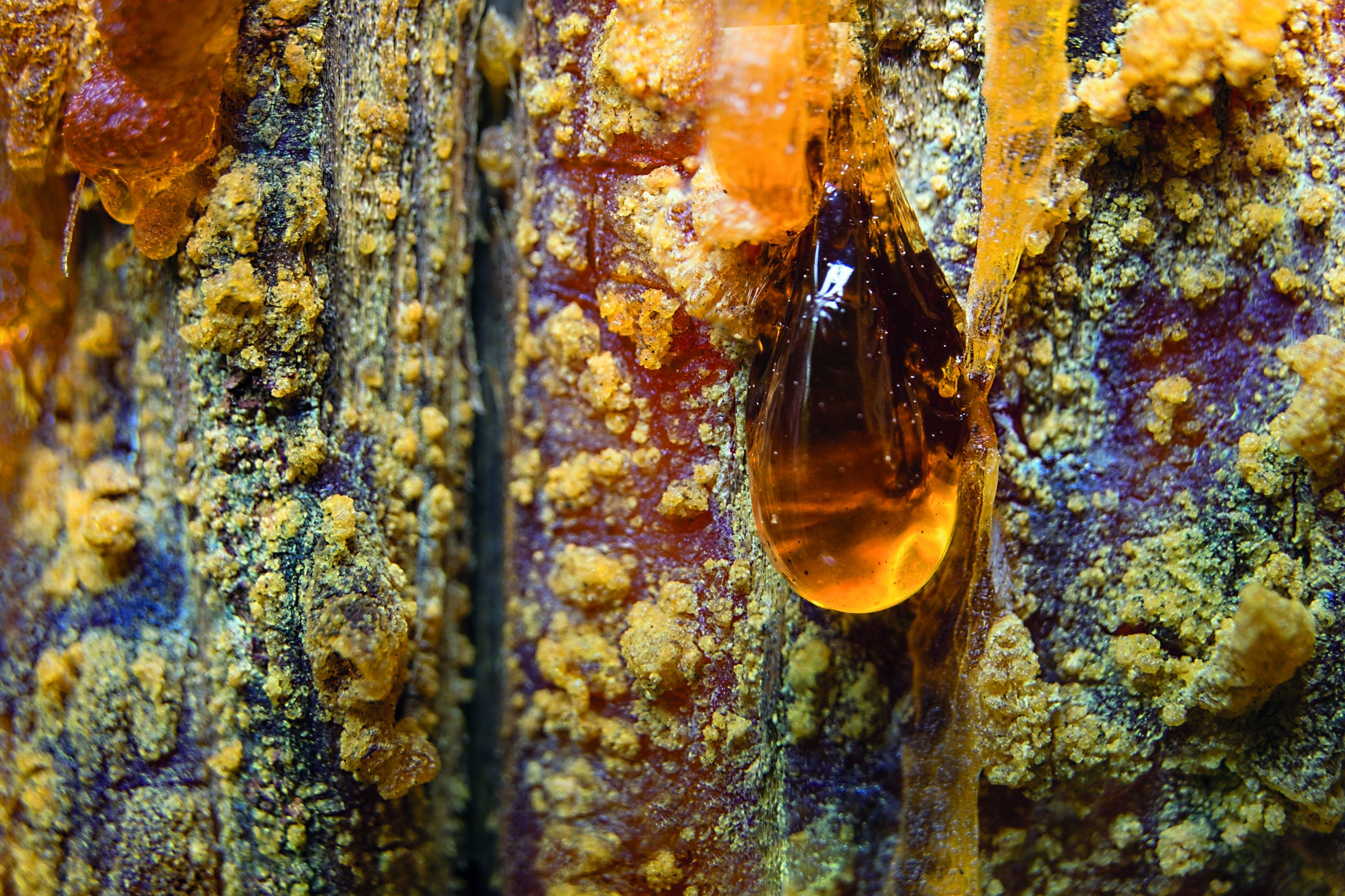 A close-up macro shot of amber-colored tree resin dripping down the bark, with yellow, granular material adhering to the surface.